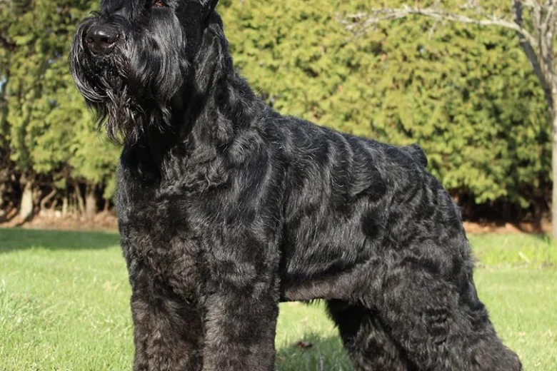Giant Schnauzer
