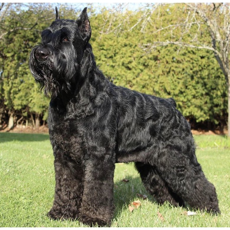 Giant Schnauzer