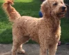 Goldendoodle
