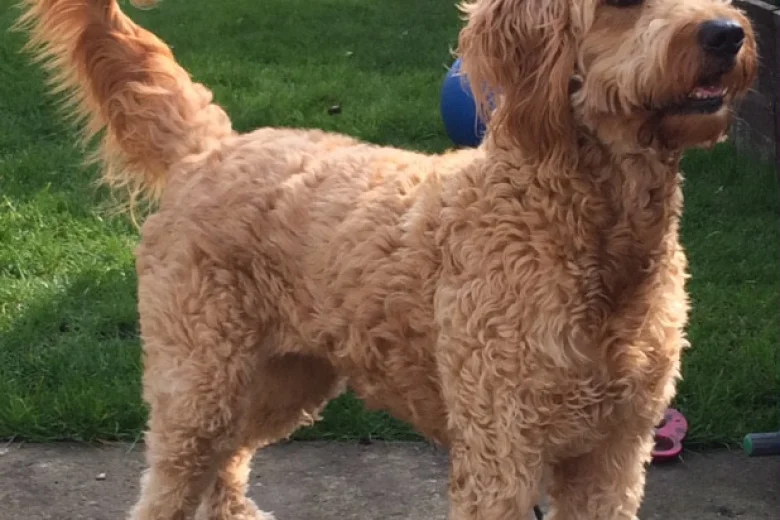 Goldendoodle