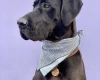 Great Dane