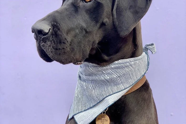 Great Dane