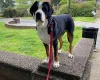 Greater Swiss Mountain Dog