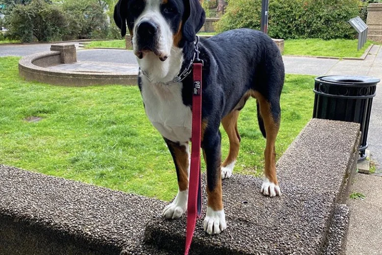 Greater Swiss Mountain Dog