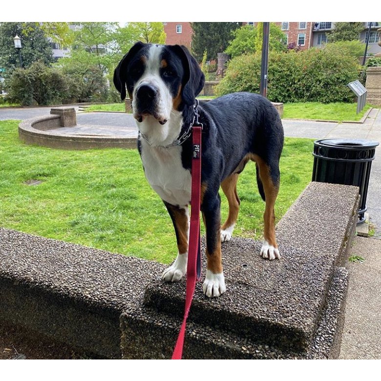 Greater Swiss Mountain Dog