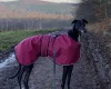 Greyhound