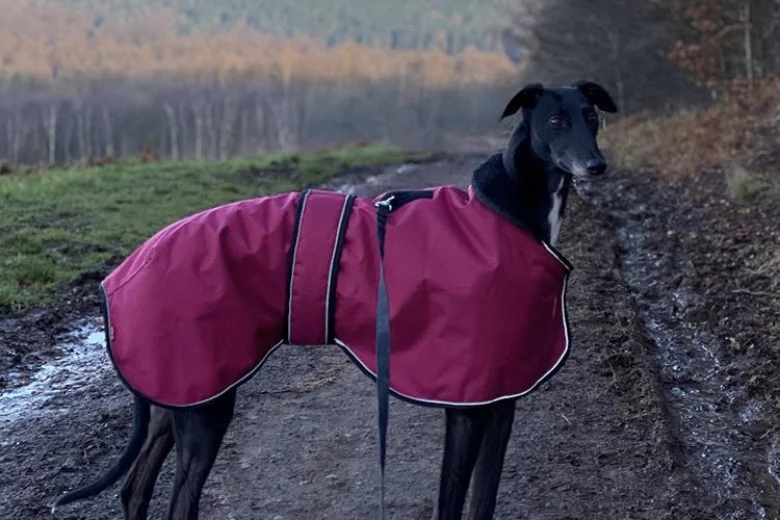 Greyhound