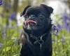 Griffon Bruxellois