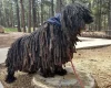 Hungarian Puli