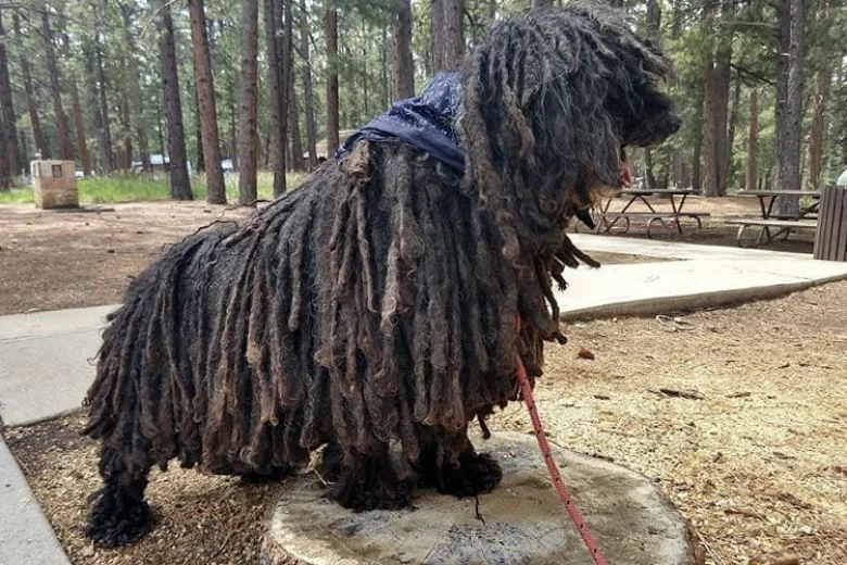 Hungarian Puli