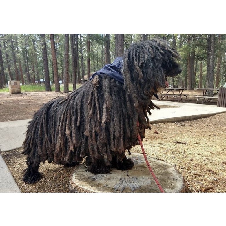 Hungarian Puli