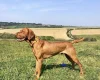Hungarian Vizsla
