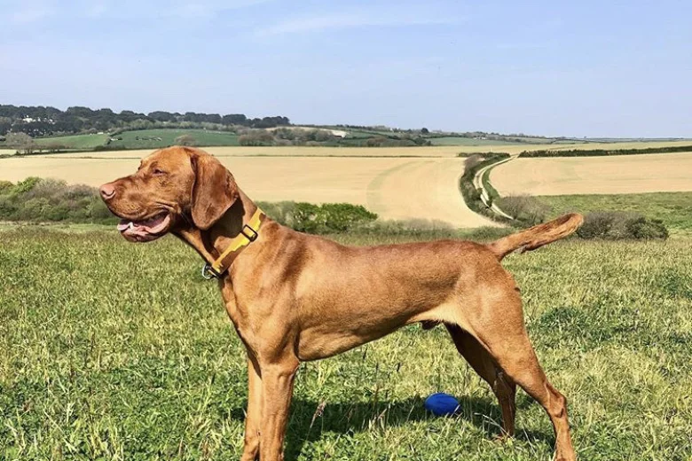 Hungarian Vizsla