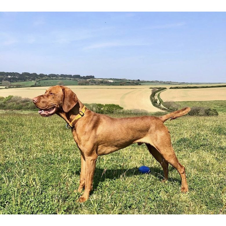 Hungarian Vizsla