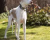Ibizan Hound