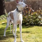 Ibizan Hound