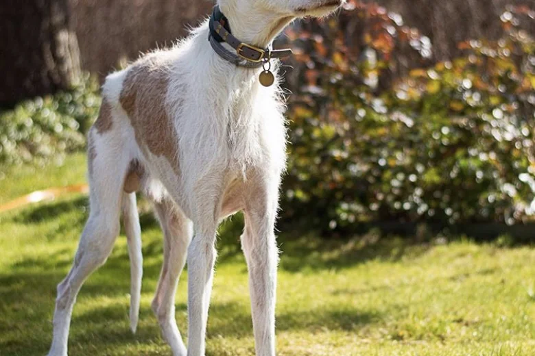 Ibizan Hound