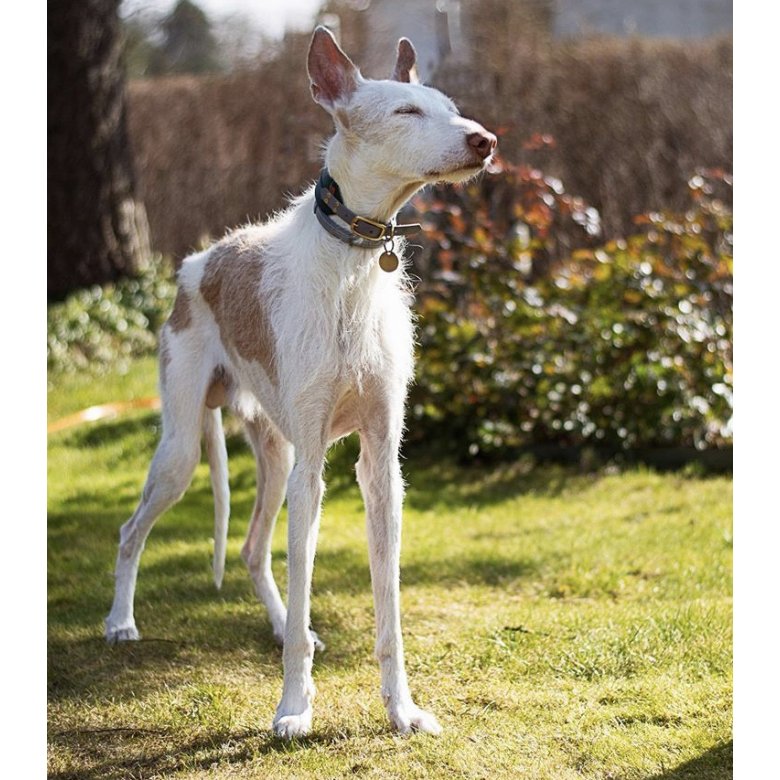 Ibizan Hound