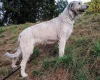 Irish Wolfhound