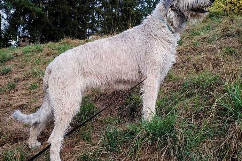 Irish Wolfhound