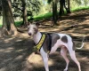 Italian Greyhound