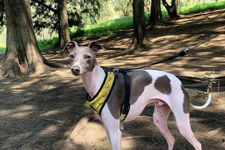 Italian Greyhound