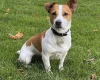 Jack Russell