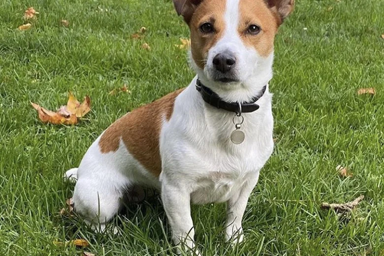 Jack Russell