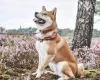 Japanese Shiba Inu