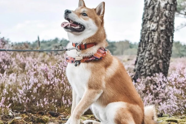 Japanese Shiba Inu