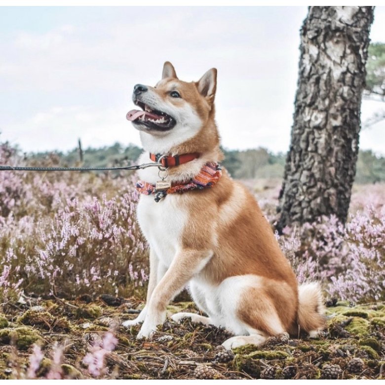 Japanese Shiba Inu