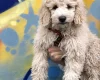 Labradoodle