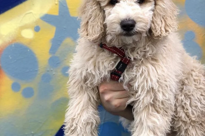 Labradoodle