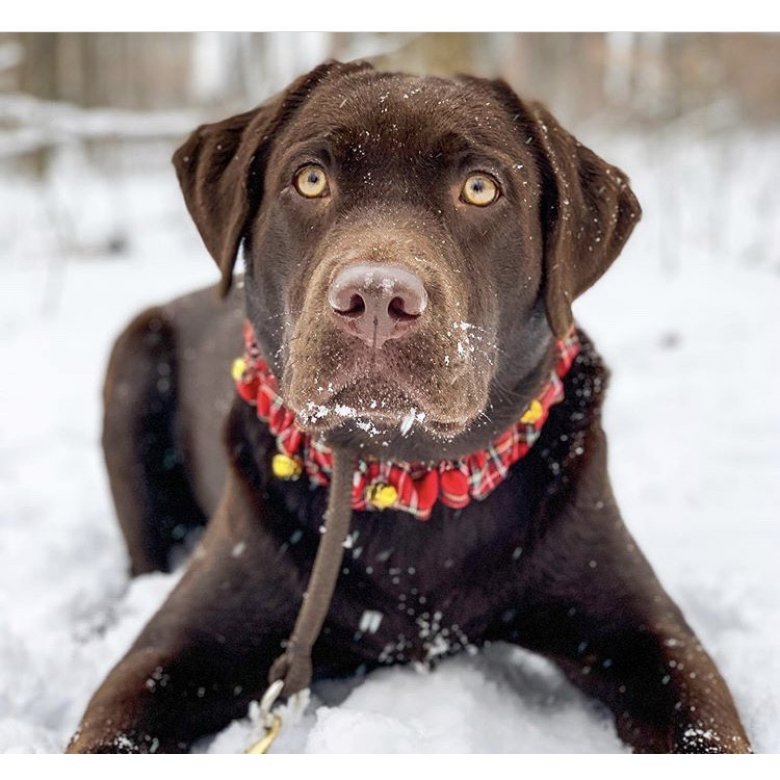 Labrador Retriever