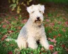 Lakeland Terrier