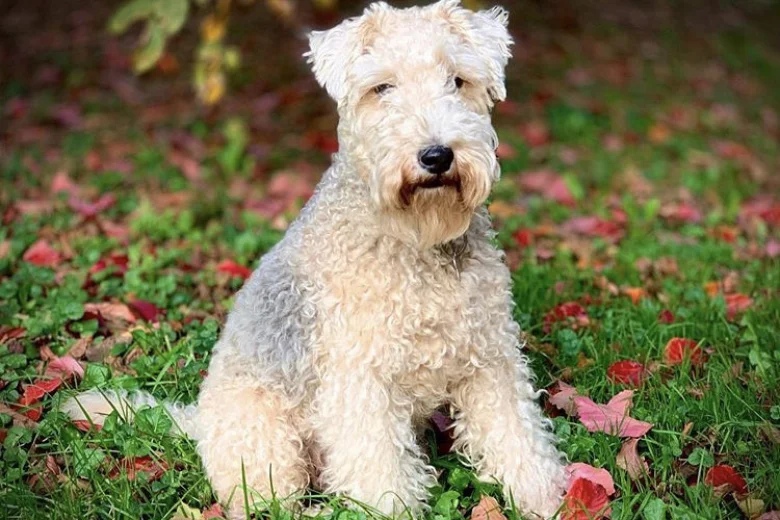 Lakeland Terrier