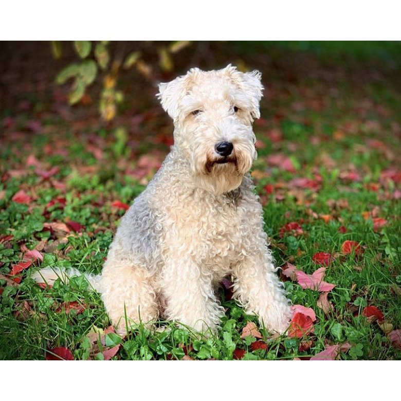 Lakeland Terrier