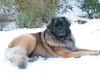 Leonberger