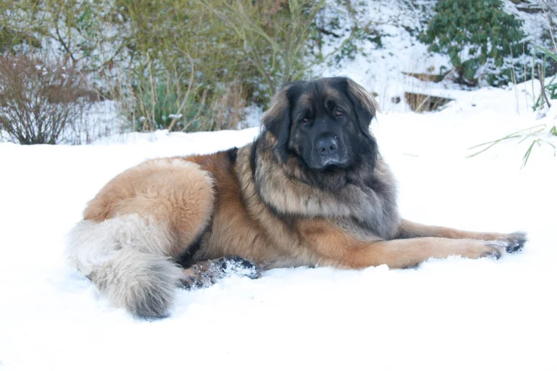 Leonberger