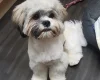 Lhasa Apso