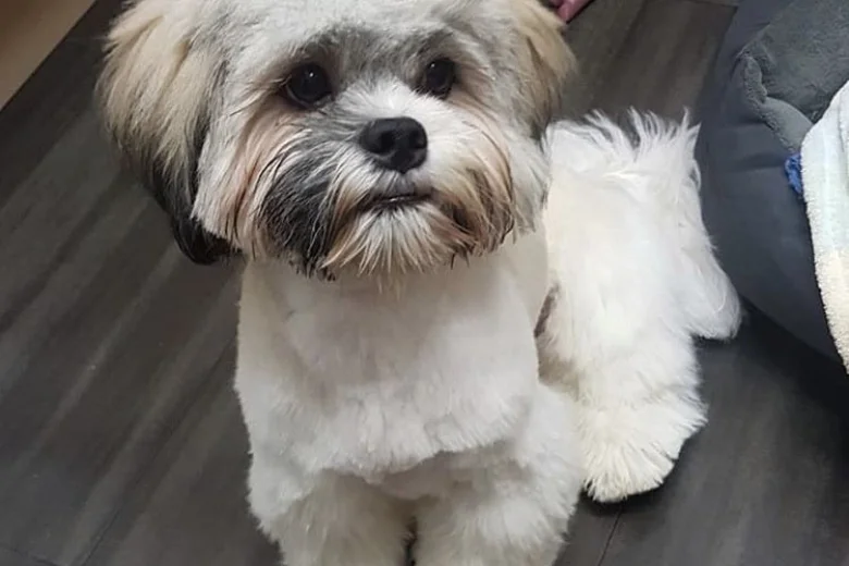 Lhasa Apso
