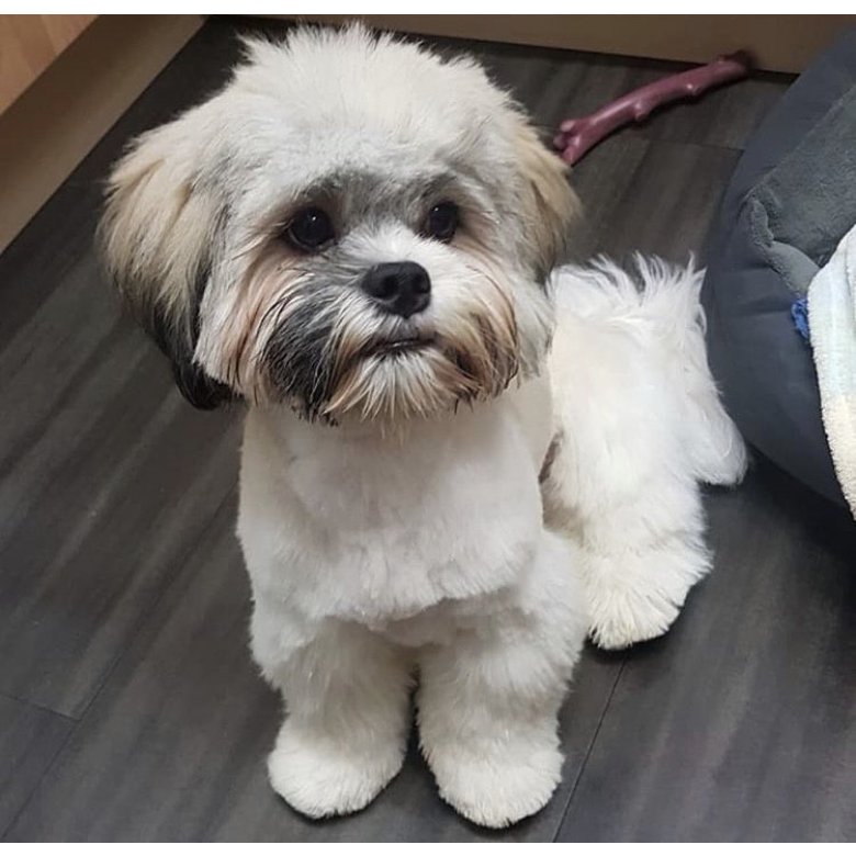 Lhasa Apso