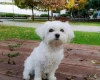 Maltese