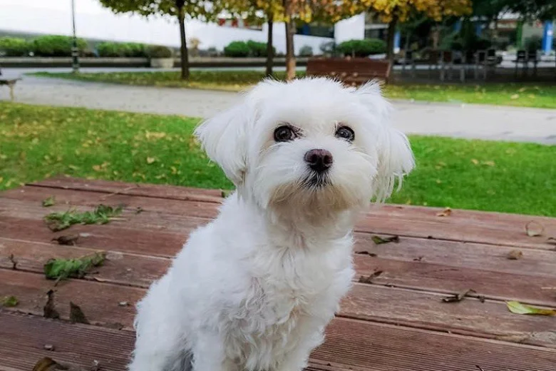 Maltese