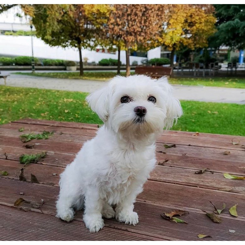 Maltese