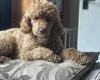 Miniature Poodle