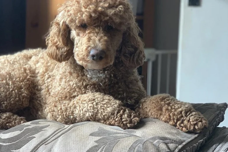 Miniature Poodle