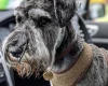 Miniature Schnauzer