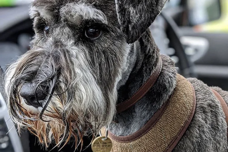 Miniature Schnauzer