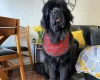 Newfoundland